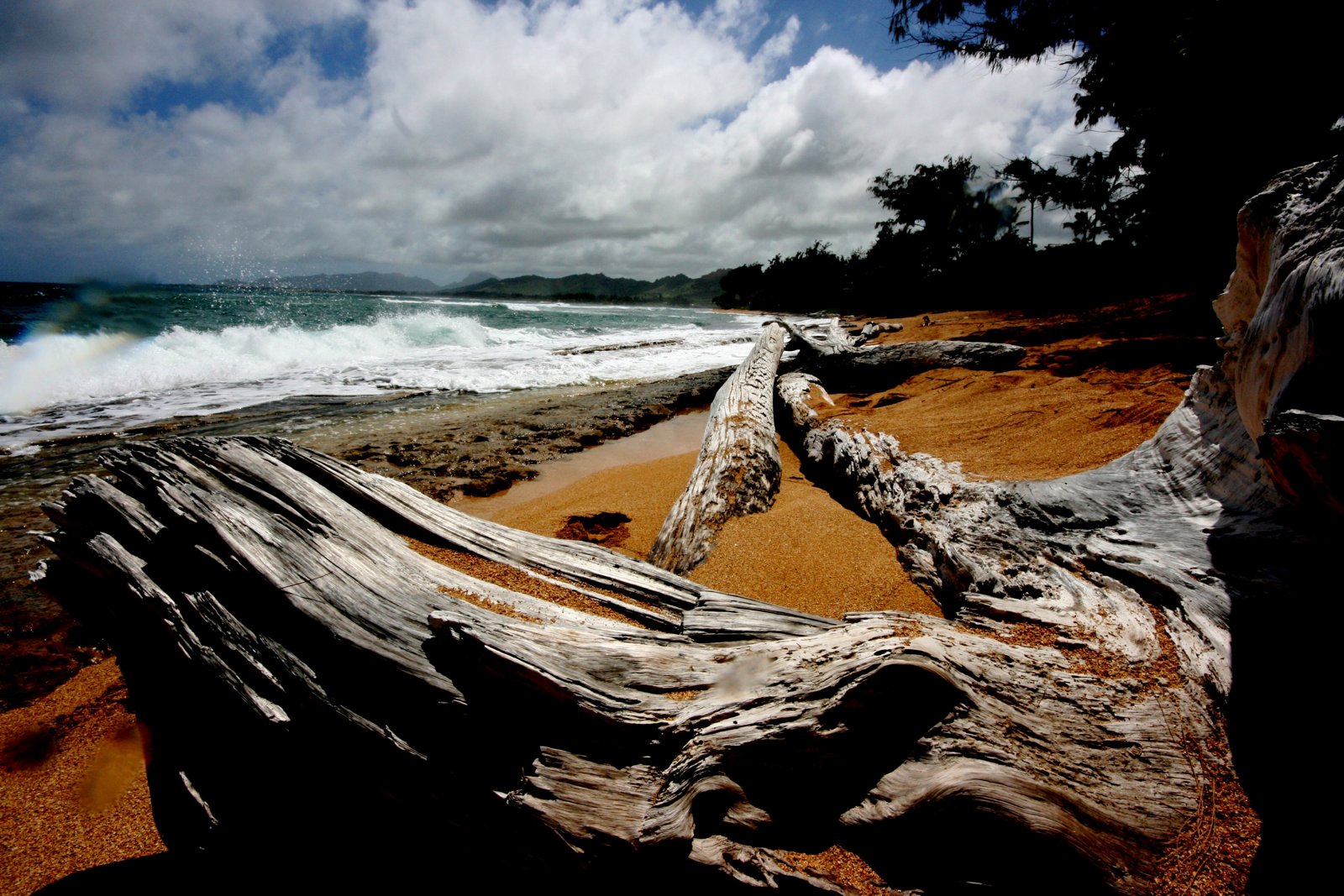 Treibholz und Wellen an einer Küste auf Hawaii.